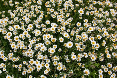 Daisy çayırı