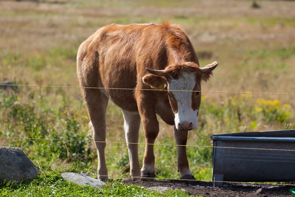 Vaca jovem — Fotografia de Stock
