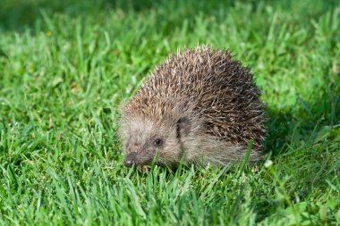 Hedgehog clipart