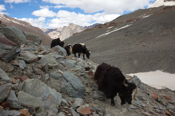 Yaks del Himalaya — Foto de Stock