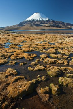 Snowcap Parinacota