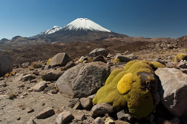 火山 parinacota — 图库照片