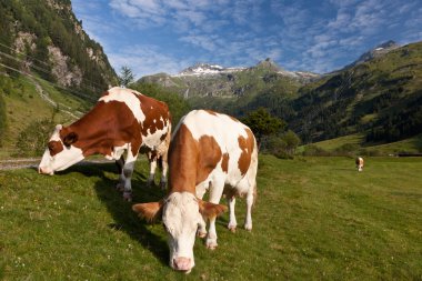 Alpen inekler