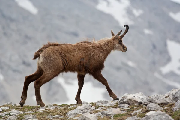 Chamois. Fotos De Stock