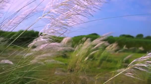 Kashful Sacram Spontaneum Cash Grass Locally Known Cash Flower Seen — Stock  Video © monumasud #522338504