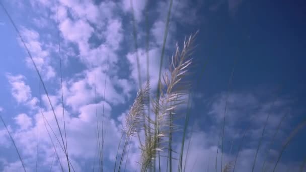 カッシーだ サクラーム スポンサー 現地ではキャッシュフラワーと呼ばれるキャッシュグラスは 秋には満開で 雲の白い波のように風に流れています 青い空に太陽と白い咳の花の遊び — ストック動画