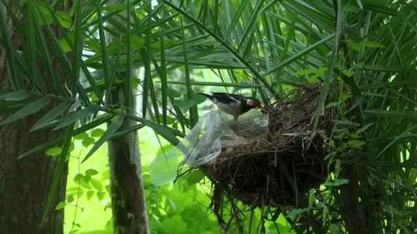 森の鳥の巣 — ストック動画
