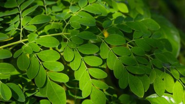 Taze Yeşil Moringa İlaç Tesisinden ayrılıyor (Moringa oleifera Lamk.) Doğal Moringa Yeşil Arkaplanı Bırakıyor.