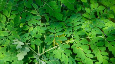 Taze Yeşil Moringa İlaç Tesisinden ayrılıyor (Moringa oleifera Lamk.) Doğal Moringa Yeşil Arkaplanı Bırakıyor.