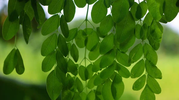 Strom Paličky Moringa Tree Image Přírodní Zelené Listy Moringa Zahradě — Stock fotografie