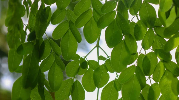 Moringa Leaves Moringa Oleifera Lamk Natural Green Moringa Leaves Garden — Stock Photo, Image
