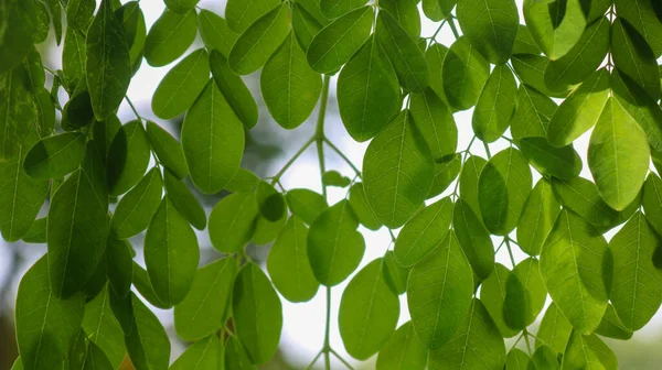 Moringa Listy Moringa Oleifera Lamk Přírodní Zelené Listy Moringa Zahradě — Stock fotografie