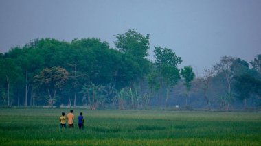 Vast paddy fields of Bangladesh. Children are playing in the paddy field in the afternoon.