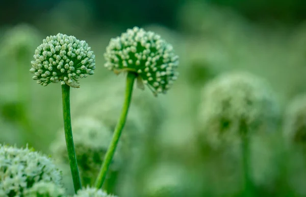 Onion flowers blooming onions, alliums. Green onions. The life cycle of onion. Stages of onion development. Onion flowers are blooming in the fields of Bengal.