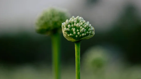 Onion Flowers Blooming Onions Alliums Green Onions Life Cycle Onion — Zdjęcie stockowe