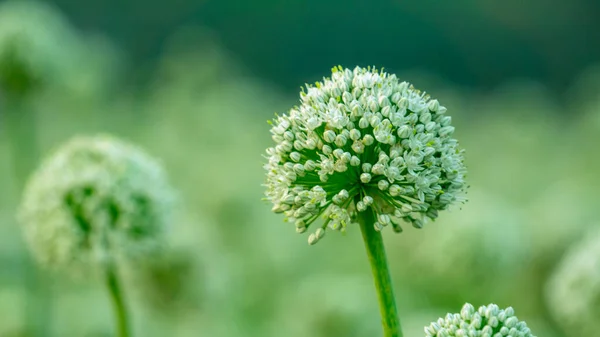 Onion flowers blooming onions, alliums. Green onions. The life cycle of onion. Stages of onion development. Onion flowers are blooming in the fields of Bengal.