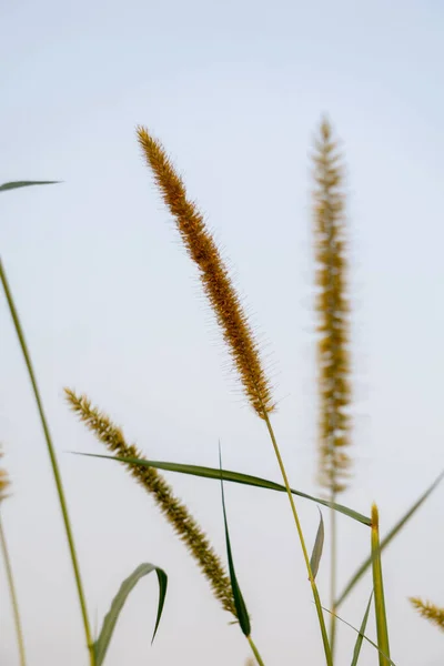 Millet Small Cereal Grain Belongs Grass Family Resilient Harsh Environments — Zdjęcie stockowe