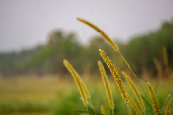 Пшеница Небольшое Зерно Принадлежащее Травяной Семье Устойчивый Суровых Условиях Обычно — стоковое фото