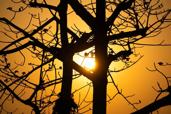 Golden Afternoon Sun Peeking Gap Shimul Trees — Stockfoto