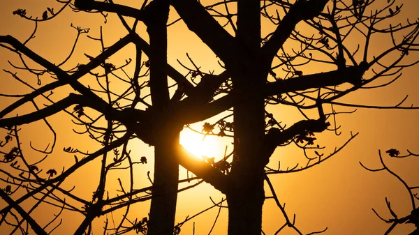 Golden Afternoon Sun Peeking Gap Shimul Trees — Stockfoto