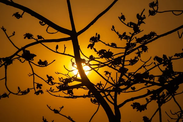 Golden Afternoon Sun Peeking Gap Shimul Trees Shimul Tall Fleshy — Stock fotografie