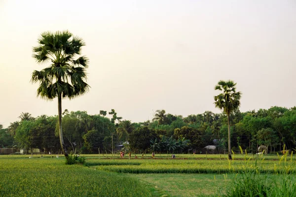Бангладеш Рай Природной Красоты Пальма Стоит Одной Ноге Посреди Огромного — стоковое фото