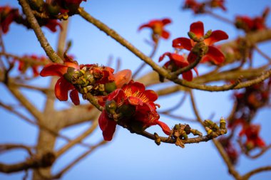 Red Silk Cotton flower also known as Bombax Ceiba, Shimul. Dhaka, Bangladesh.