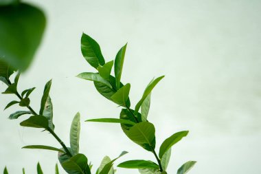 Young lemon leaves are swaying in the wind. Shiny lemon leaves under the blue sky. Lemon leaves have many health benefits.