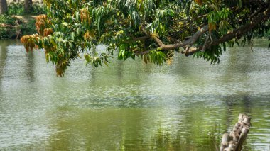Mango buds full of trees are hanging in the clear water of the pond. Now it is the month of Baisakh. Only mango everywhere in Bangladesh.