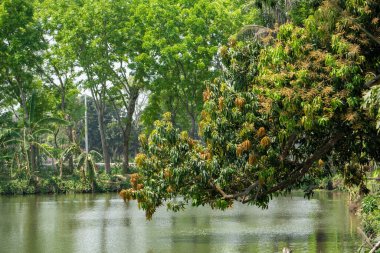 Mango buds full of trees are hanging in the clear water of the pond. Now it is the month of Baisakh. Only mango everywhere in Bangladesh.