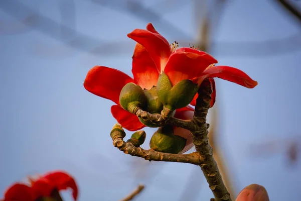 Close-up image of Red Shimul flower.Beautiful fire-red gorgeous flowers blooming on the branches of Shimul or Red silk-cotton tree. Red flowers view in on against the sky.