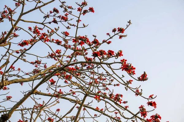 Red Silk Cotton Flower Also Known Bombax Ceiba Shimul Dhaka — Fotografia de Stock