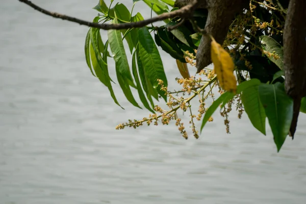 Mango buds are hanging on the clear water of the pond. Mango buds are hanging in the clear water of the pond. Now around the month of Baisakh raw mangoes.