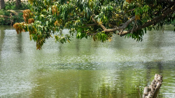 Mango Buds Full Trees Hanging Clear Water Pond Now Month — Stok Foto