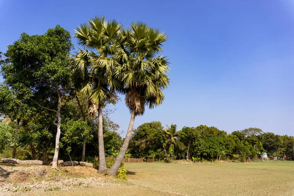 This is a high-resolution natural landscape image. The natural scenery of Bangladesh. Palm tree standing on one leg.