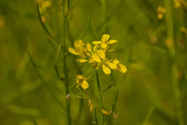Великі Гірчичні Поля Ряди Жовтих Гірчичних Квітів Природні Фотографії Бангладеш — стокове фото