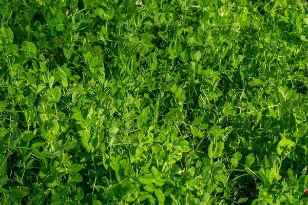 Pisum Sativum Grüner Hintergrund Feld Blühender Erbsen Ein Feld Mit — Stockfoto