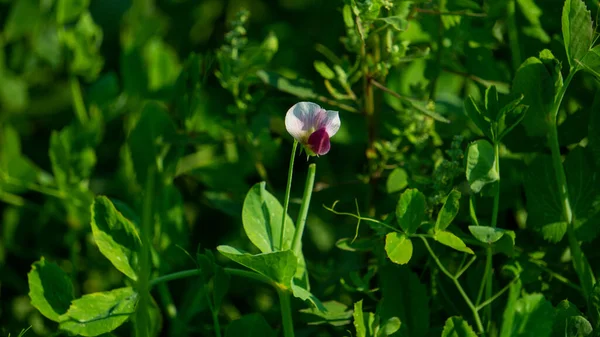 Pisum sativum. Blooming peas on the field. Growing green peas. Agriculture in Pays de Caux, fields with green peas plants in the winter season, Bangladesh.