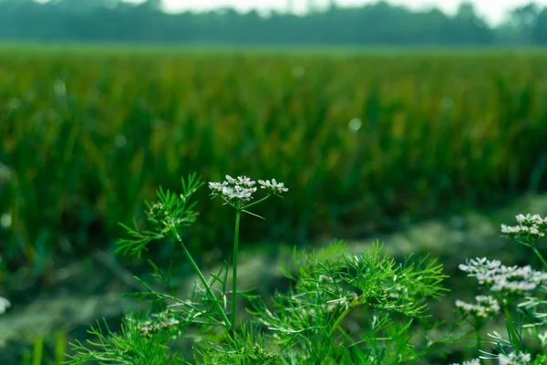 Coriander Blossoming Flowers in the garden, Coriander is the fruit or seed from the cilantro plant and is used for seasoning that adds exotic interest to your dishes.