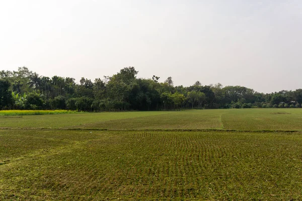 Campos Agrícolas Bangladesh Terra Está Sendo Adaptada Para Cultivo Cebola — Fotografia de Stock