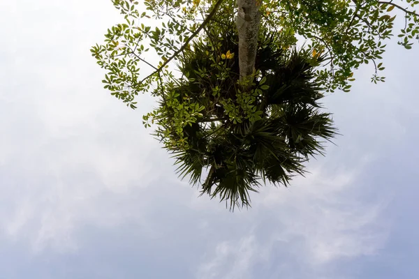 Een Palmboom Staat Hoog Blauwe Lucht Blauwe Lucht Van Bangladesh — Stockfoto