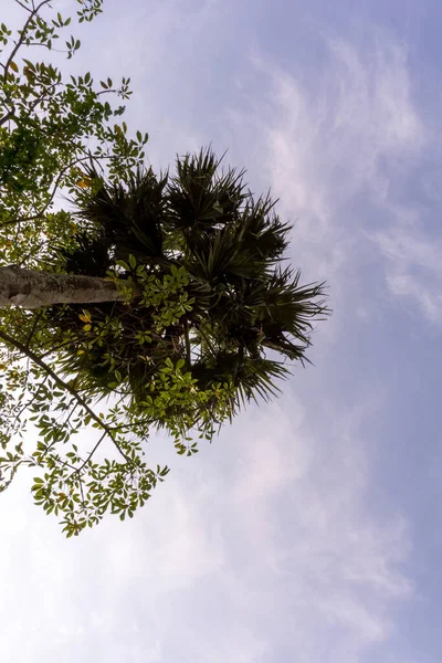 Uma Palmeira Fica Alta Céu Azul Céu Azul Bangladesh — Fotografia de Stock