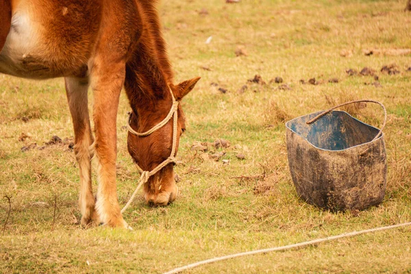 Cavalo Está Comendo Grama Campo Aldeia — Fotografia de Stock