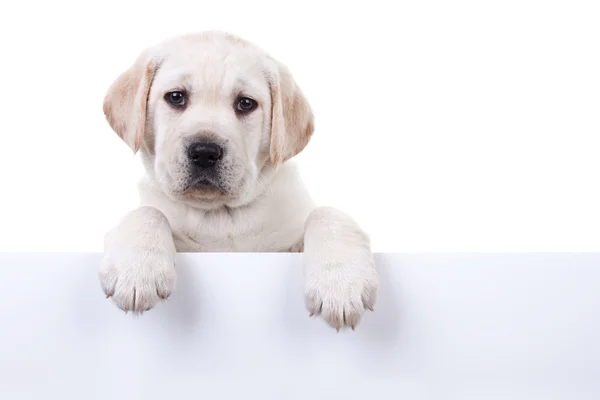 Geïsoleerde pup boven banner — Stockfoto