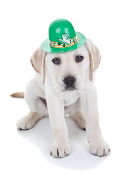 Dia de St patricks — Fotografia de Stock