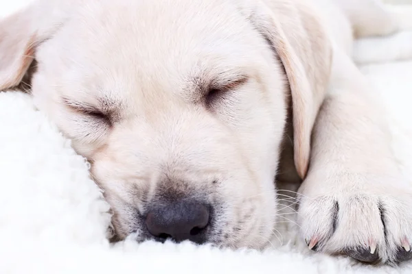 Uyuyan bir köpek yavrusu