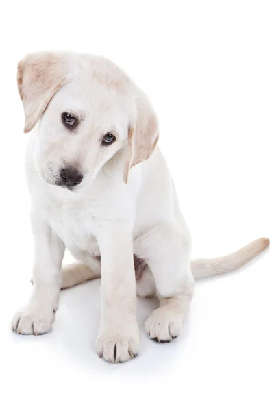 Cachorro Labrador Retriever — Foto de Stock