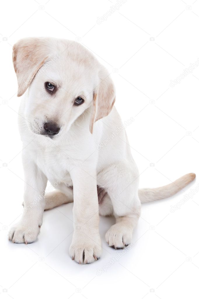 Labrador Retriever Puppy