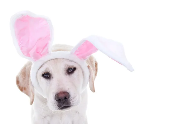 Velikonoční zajíček pes — Stock fotografie
