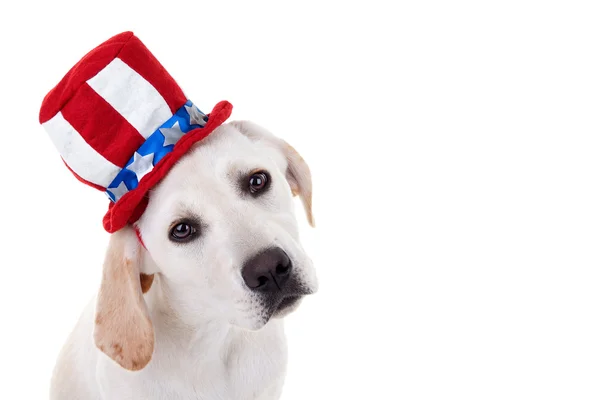 Patriottische puppy hondje — Stockfoto